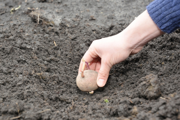 Как получить первую вкусную молодую картошку к концу июня в Подмосковье?