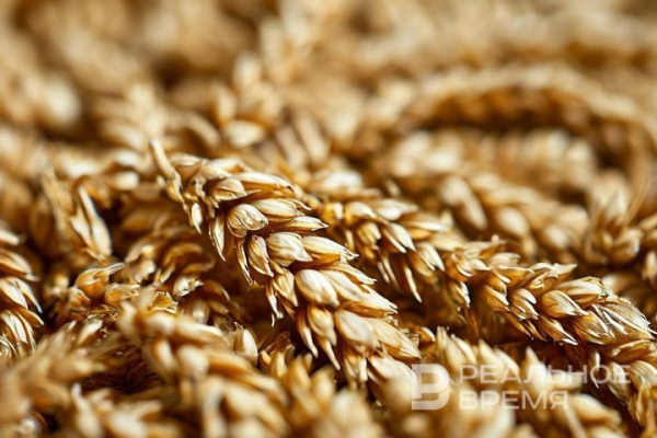 В Татарстане обозначили план по экспорту АПК до 2030 года