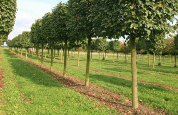 Оставили без зелени