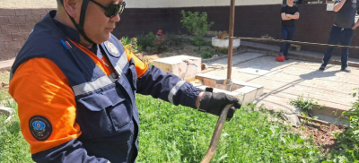 Змея заползла во двор частного дома на юге Казахстана