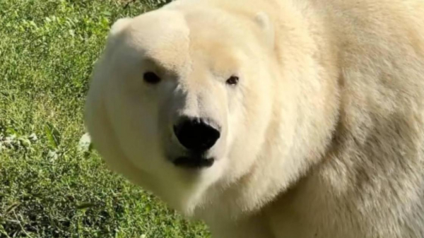 В зоопарке Алматы объяснили, зачем прячут еду от медведицы