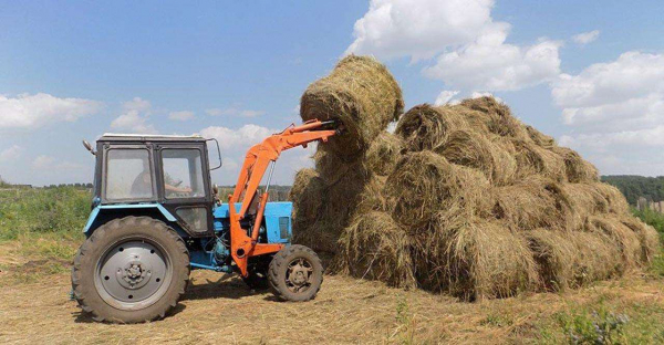 Более 20 млн тонн кормов заготовлено в Казахстане
