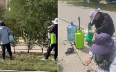 Деревья не красят, а обрабатывают гербицидами &mdash; акимат