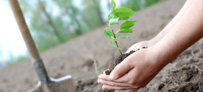 Посадка деревьев и цветов: масштабные работы по озеленению проведут в области Абай