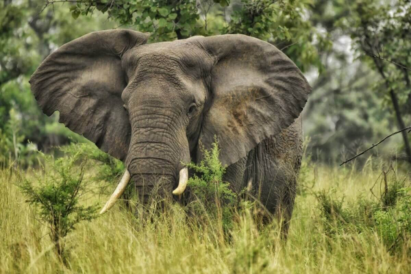 Слон ограбил магазин и съел крекеры в Таиланде