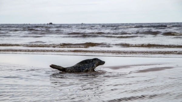 Тюлени-бельки в Белом море гибнут из-за дождей и переохлаждения