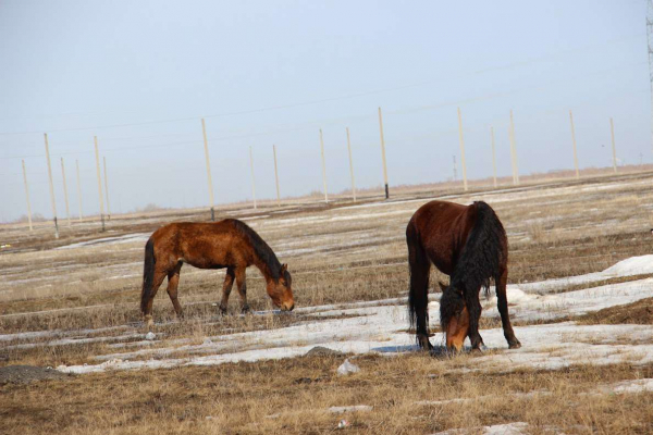 В Улытау раскрыто 15 фактов кражи скота