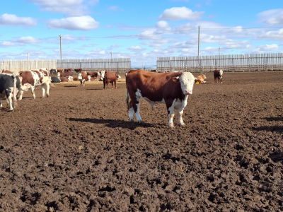 Почему Казахстан может остаться без мяса