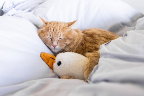 Кошатникам рассказали, почему их питомцы часто прячутся под одеяло