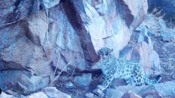 Снежный барс вновь попал в фотоловушку в Иле-Алатау: кадры редкого хищника зафиксированы в феврале