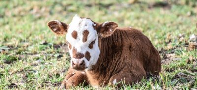 Временный запрет на вывоз бычков КРС ввели в Казахстане