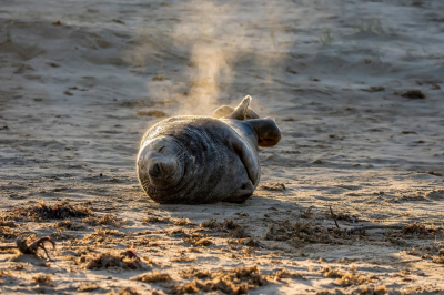 Тревожная находка на Каспии: ученые выясняют причины гибели более 100 тюленей