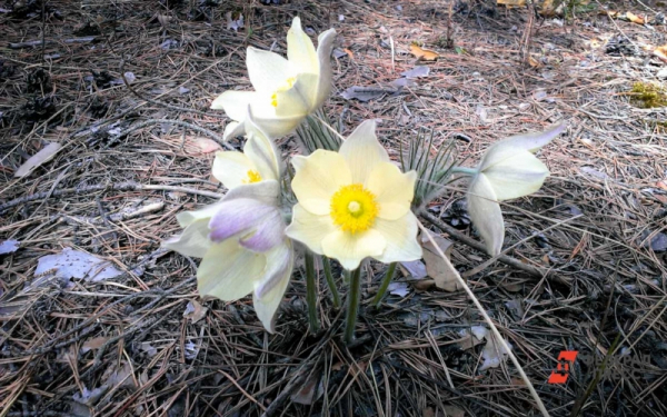 Новосибирцев предупредили о крупных штрафах за сбор подснежников
