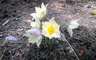 Новосибирцев предупредили о крупных штрафах за сбор подснежников