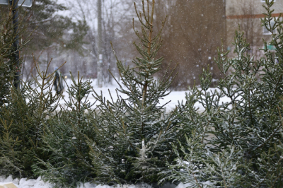 Три тысячи хвойных деревьев приняли во время акции &laquo;Елки-палки&raquo; в Казани