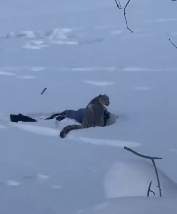 Появилось видео нападения барса, разорвавшего лицо туристке, которая пыталась сделать с ним селфи 28/01/2026 &ndash; Новости