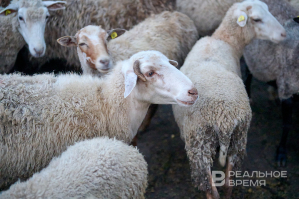 В Татарстане усилили контроль за ввозом скота перед Курбан-байрамом