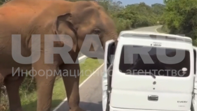 Спаслись чудом: дикий слон напал на автомобиль туристов из Казани 26/01/2026 &ndash; Новости