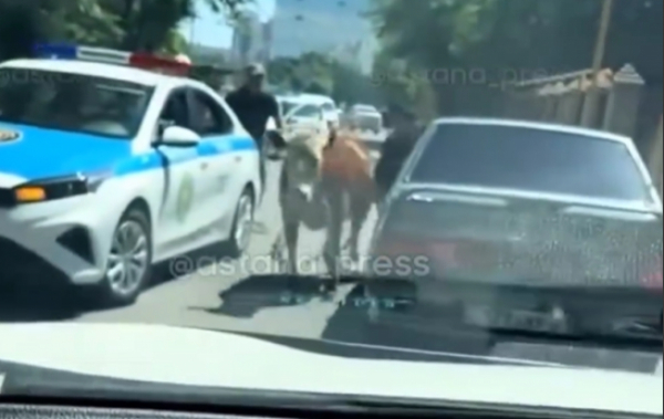 Корова выпрыгнула из машины в центре Астаны (ВИДЕО)