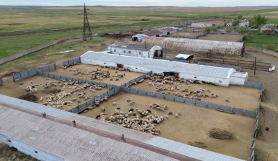 Животноводческий кластер усилит продовольственную безопасность Казахстана