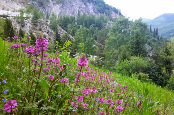 Профессиональный праздник тех, кто делает Казахстан зеленее